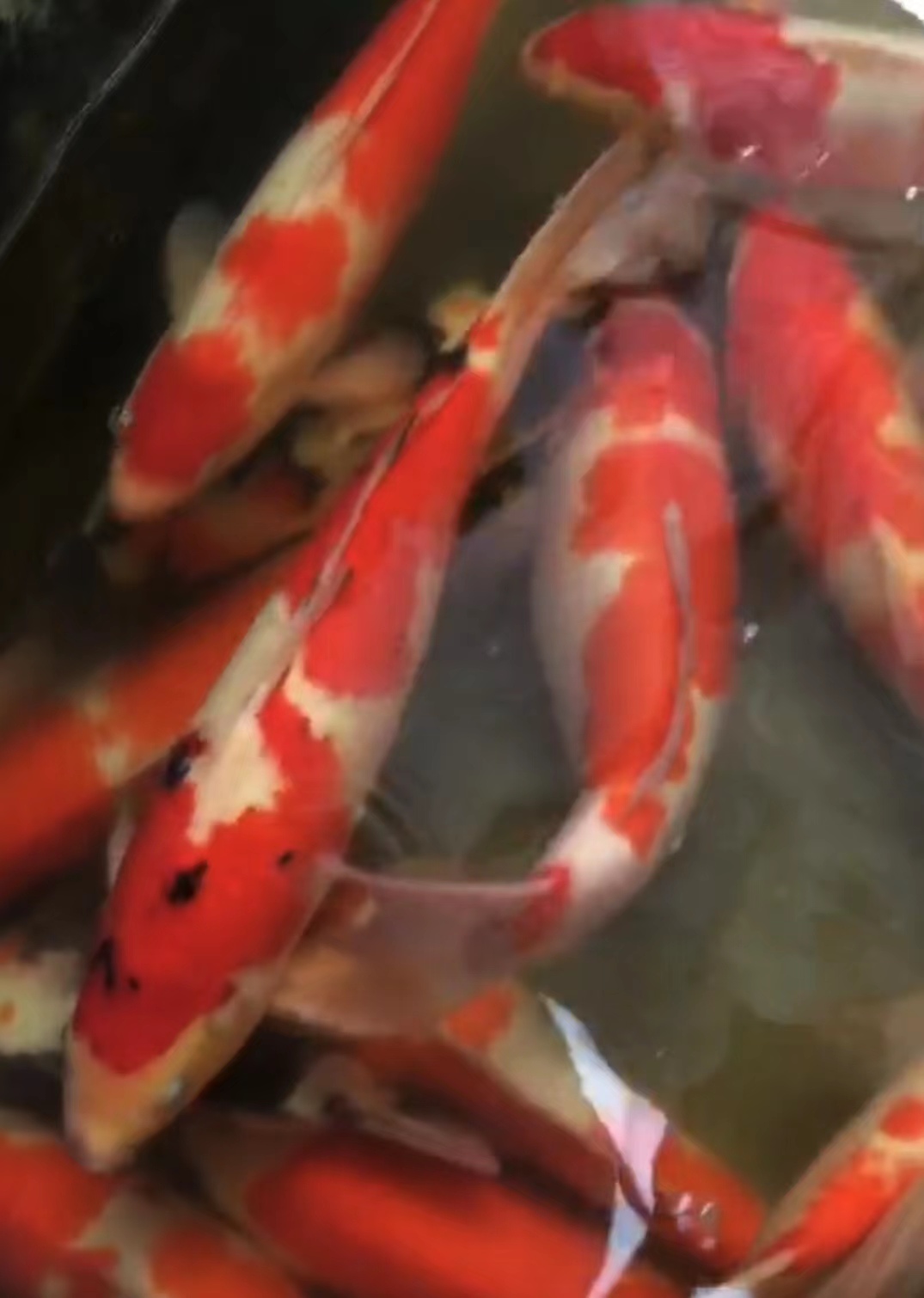 红白草金鱼 